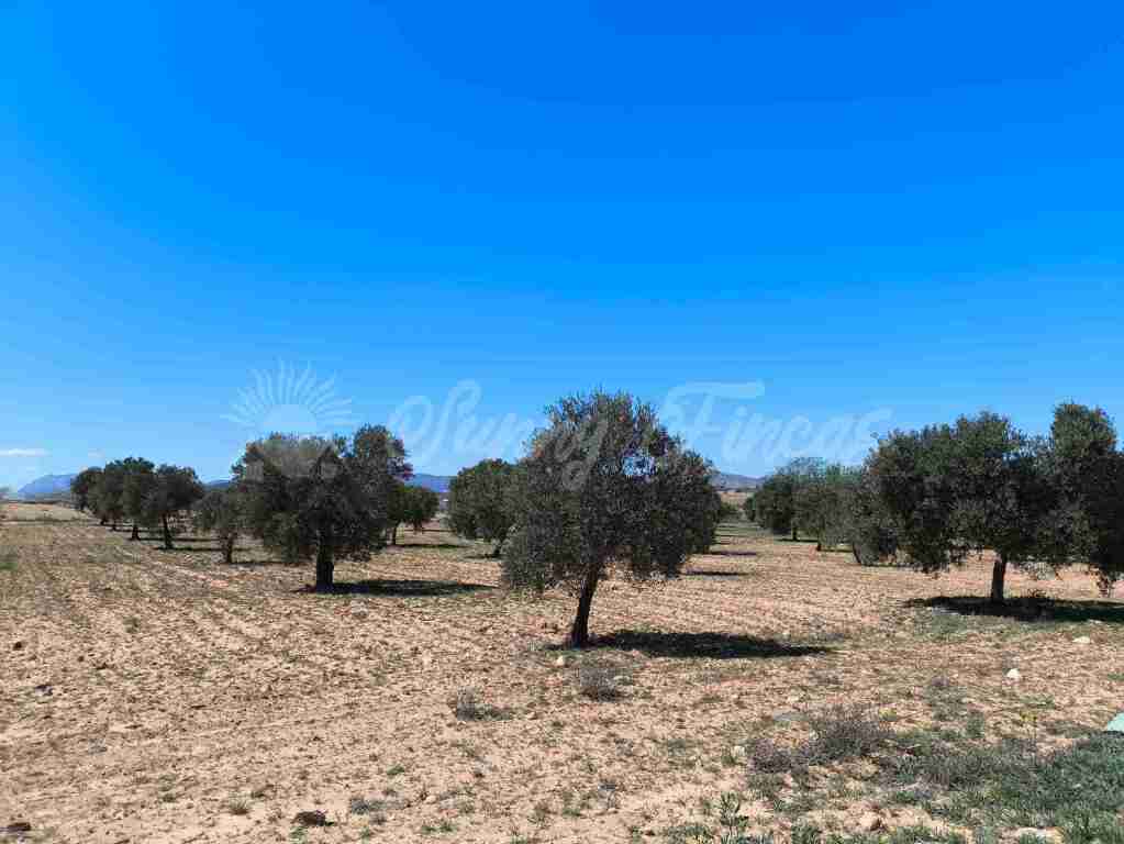 Imagen 1 de Suelo rústico en Venta en Yecla Murcia