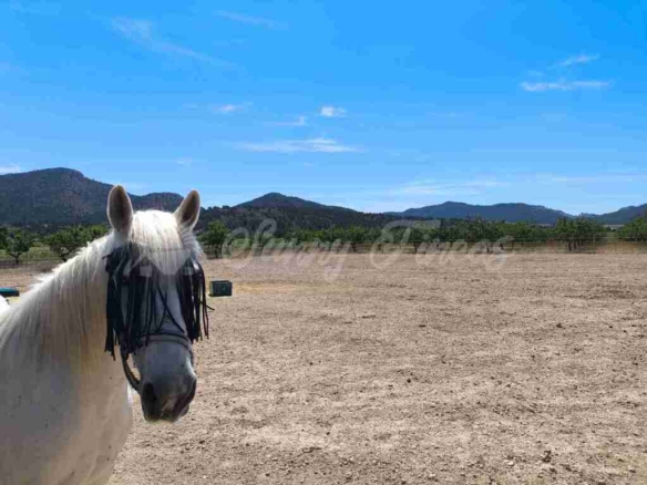 Imagen 2 de Casa de campo-Masía en Venta en Yecla Murcia