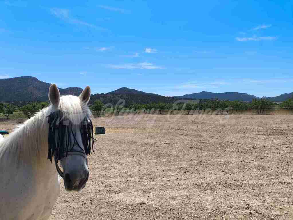 Imagen 2 de Casa de campo-Masía en Venta en Yecla Murcia