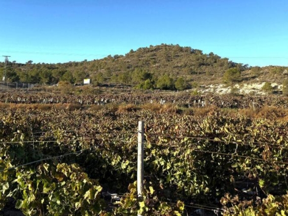 Imagen 4 de Suelo rústico en Venta en Novelda Alicante