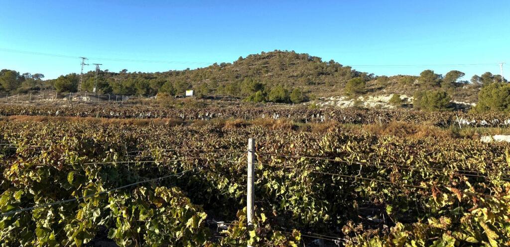 Imagen 4 de Suelo rústico en Venta en Novelda Alicante