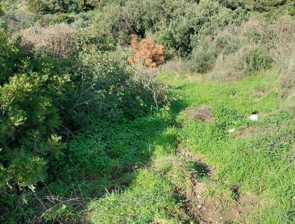 Imagen 3 de SE VENDE VARIAS PARCELAS SITUADAS EN LA ZONA DE FORREST HILLS