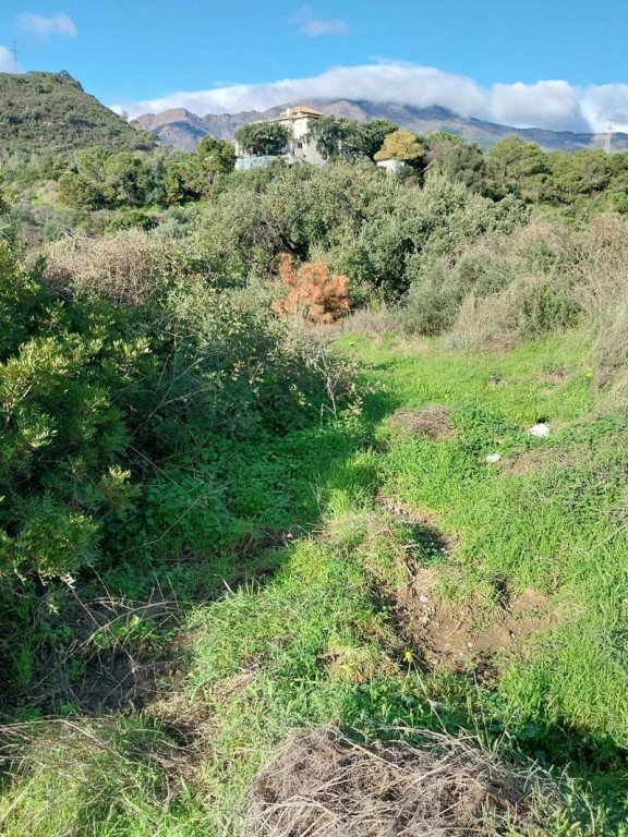 Imagen 3 de SE VENDE VARIAS PARCELAS SITUADAS EN LA ZONA DE FORREST HILLS