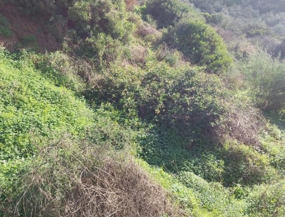 Imagen 1 de SE VENDE MAGNÍFICA PARCELA EDIFICABLE EN FOREST HILL