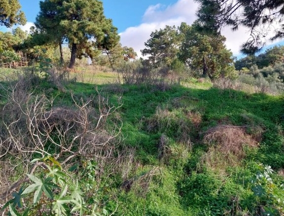 Imagen 1 de SE VENDEN VARIAS PARCELAS EN LA ZONA DE FOREST HILL