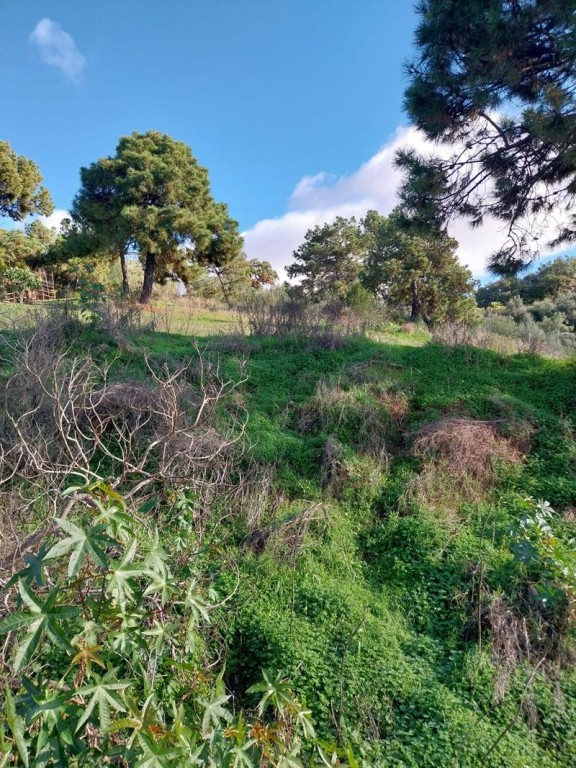 Imagen 1 de SE VENDEN VARIAS PARCELAS EN LA ZONA DE FOREST HILL