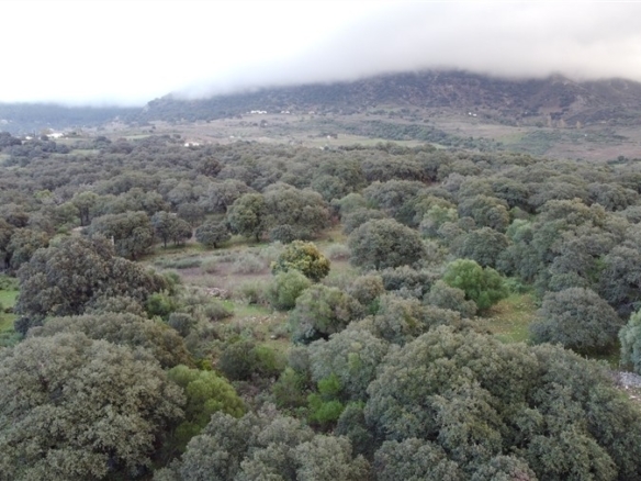 Imagen 4 de Casa-Chalet en Venta en Benalauria Málaga