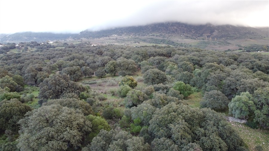 Imagen 4 de Casa-Chalet en Venta en Benalauria Málaga