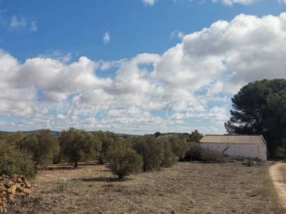 Imagen 3 de Casa de campo-Masía en Venta en Yecla Murcia