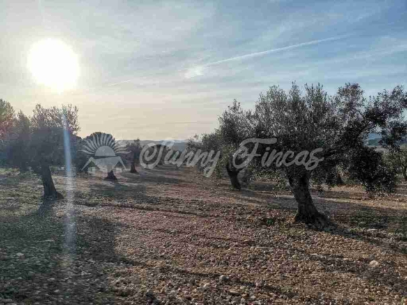 Imagen 2 de Suelo rústico en Venta en Biar Alicante