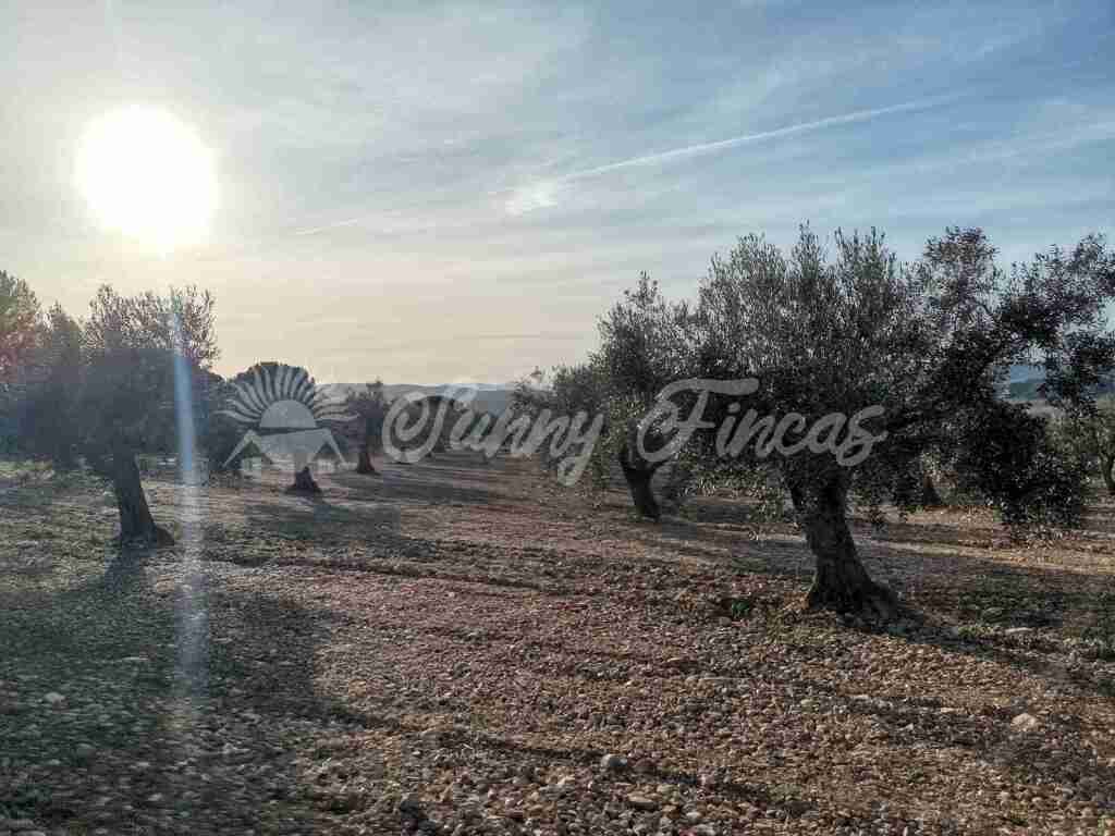 Imagen 2 de Suelo rústico en Venta en Biar Alicante