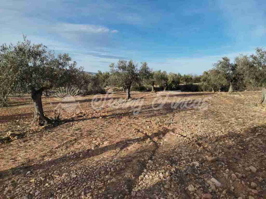 Imagen 3 de Suelo rústico en Venta en Biar Alicante