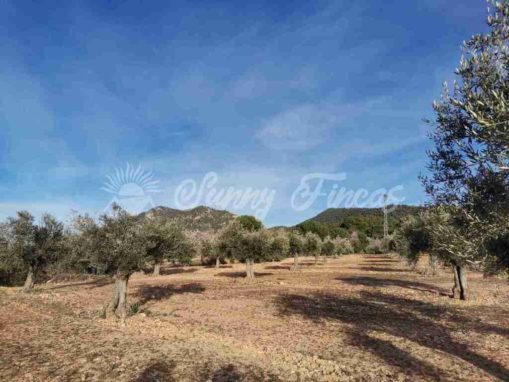 Imagen 4 de Suelo rústico en Venta en Biar Alicante