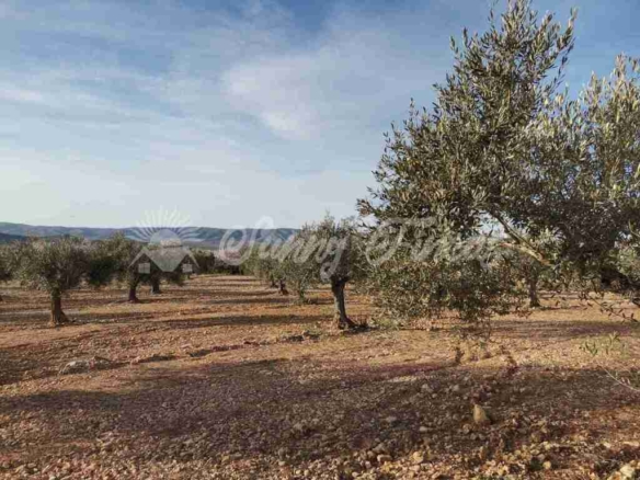 Imagen 1 de Suelo rústico en Venta en Biar Alicante