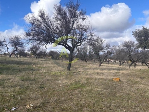 Imagen 4 de Terreno rústico en Cerro de los Palos