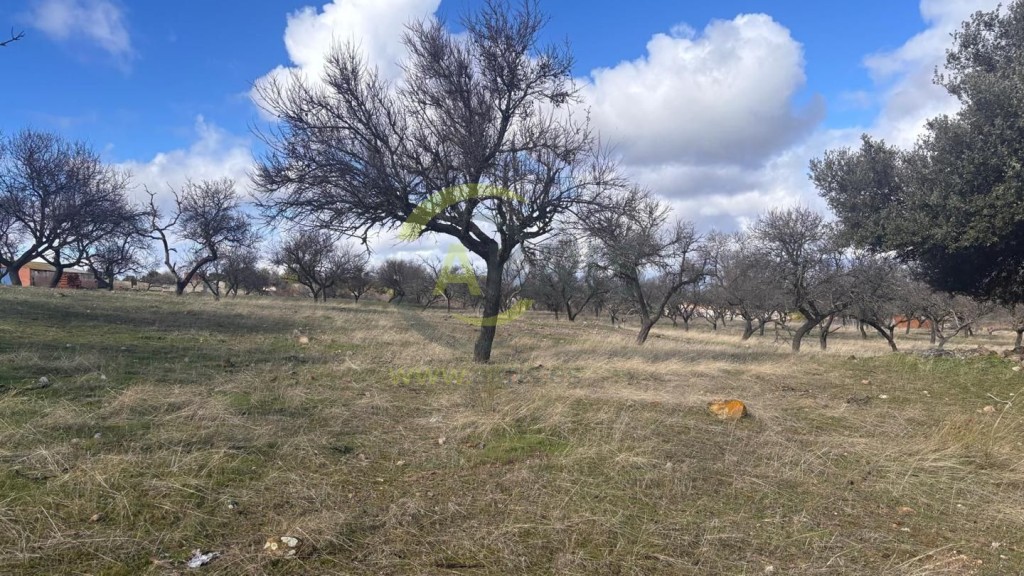Imagen 4 de Terreno rústico en Cerro de los Palos