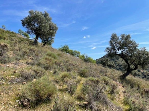 Imagen 3 de Terreno de 33.000m en venta