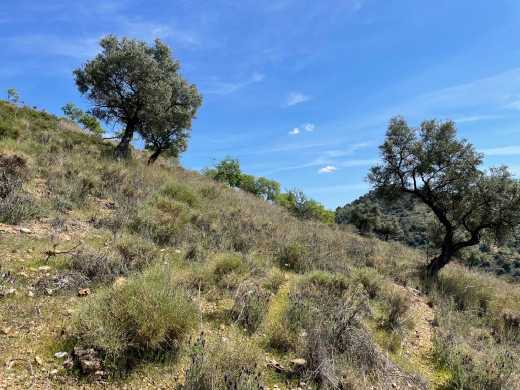 Imagen 3 de Terreno de 33.000m en venta