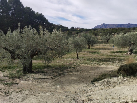 Imagen 3 de Preciosa finca rústica con excelente potencial en Relleu