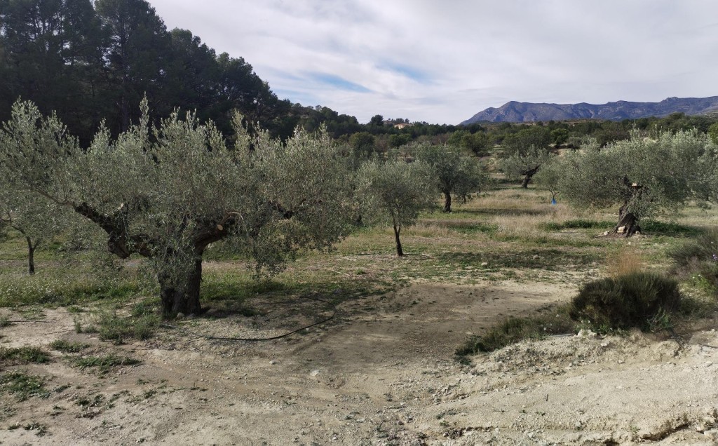 Imagen 1 de Preciosa finca rústica con excelente potencial en Relleu