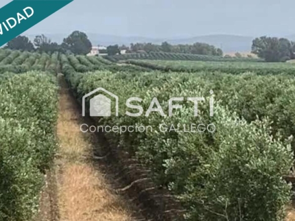 Imagen 3 de Terreno de Secano con Plantación de Olivos en Campo de Criptana