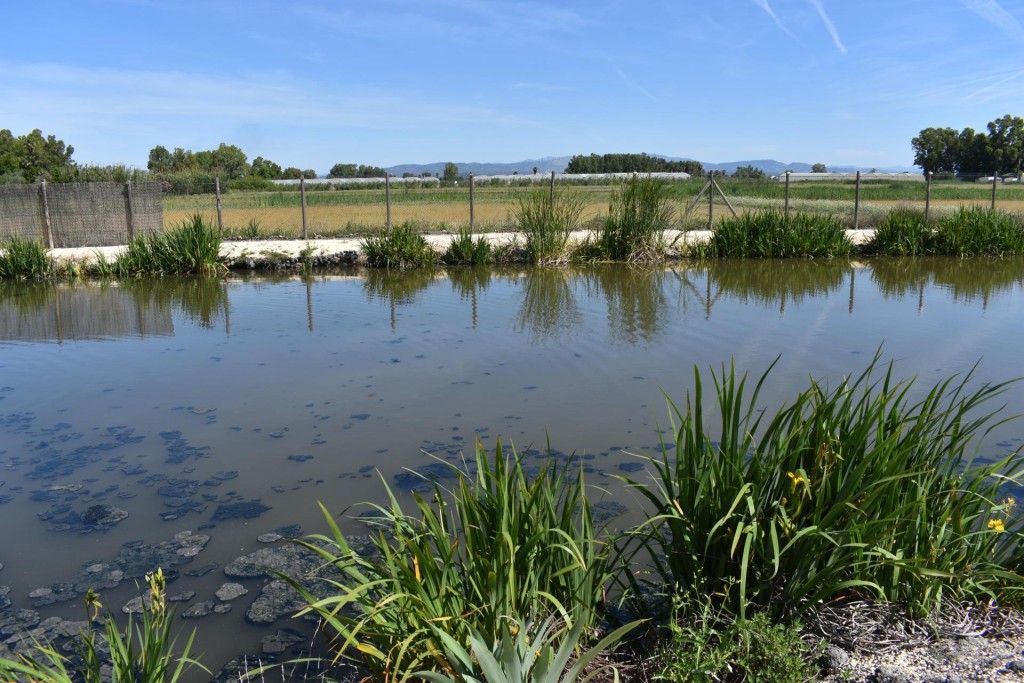 Imagen 3 de Magnifica finca rustica en el Parque natural del Delta del Ebro!