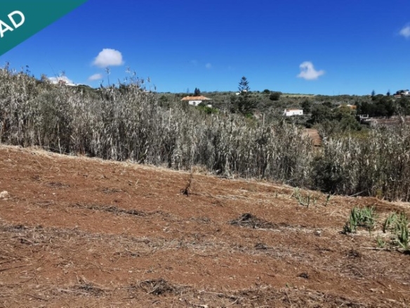Imagen 4 de SE VENDE BONITA FINCA RÚSTICA EN LO BLANCO (SAN JOSÉ DEL ÁLAMO)