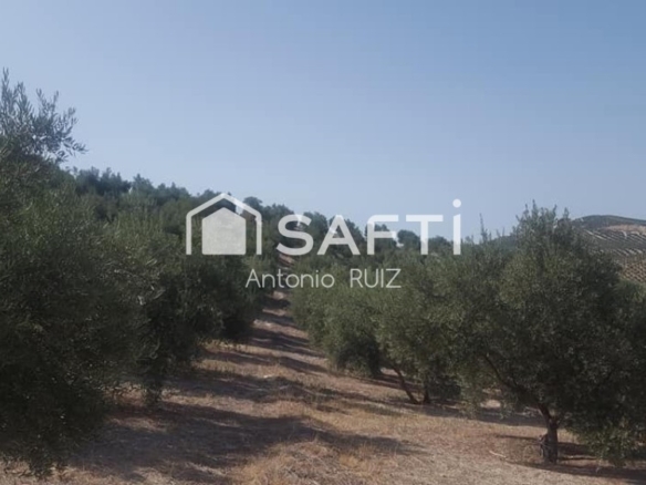 po-1251213-imagen - El Club del Propietario Imagen 1 de Olivar de 170 olivas de riego en Quesada. SIN COMISIÓN DE COMPRA.