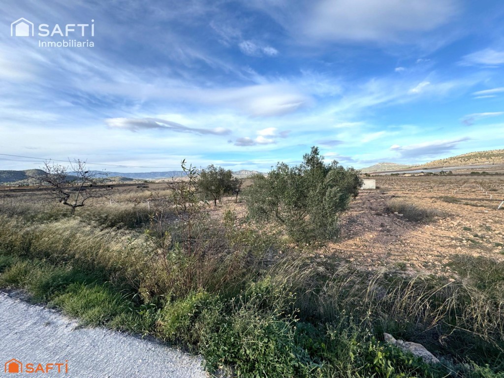 Imagen 3 de EXCLUSIVA OPORTUNIDAD – PARCELAS RÚSTICAS EN CASAS DE SANCHIS (MONOVAR)