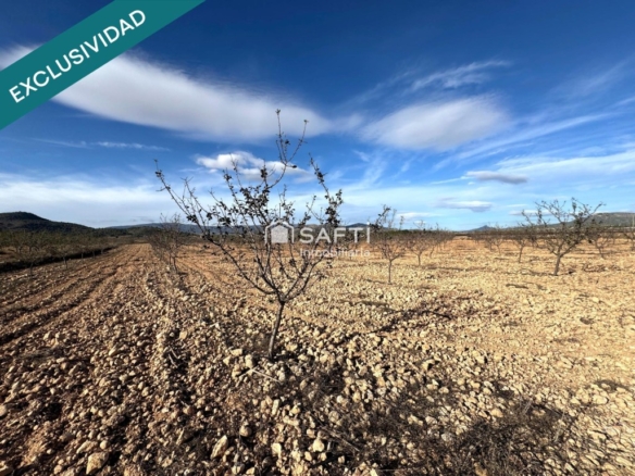 Imagen 4 de EXCLUSIVA OPORTUNIDAD – PARCELAS RÚSTICAS EN CASAS DE SANCHIS (MONOVAR)