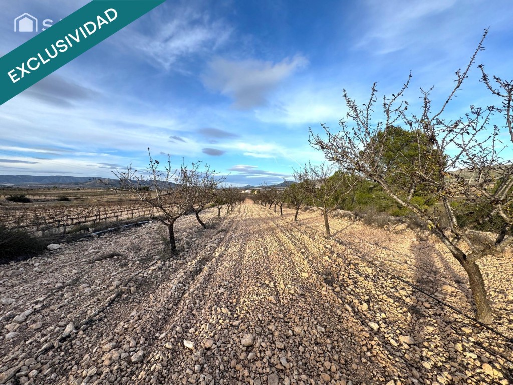 Imagen 3 de EXCLUSIVA OPORTUNIDAD – PARCELAS RÚSTICAS EN CASAS DE SANCHÍS (MONOVAR).