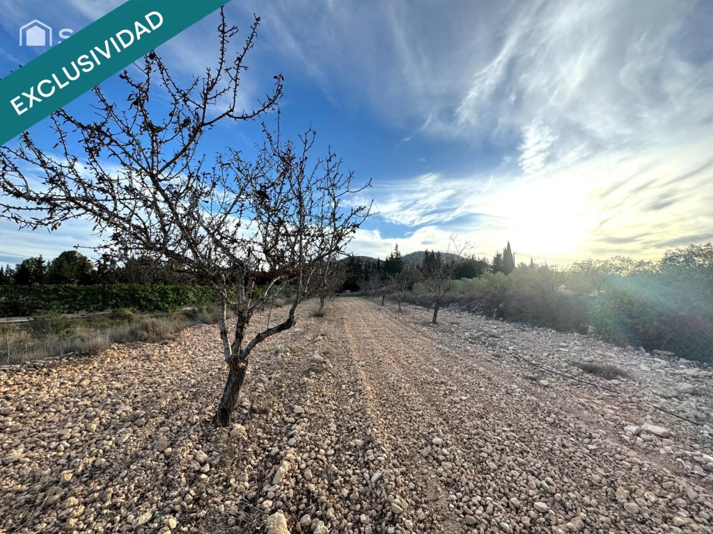 Imagen 4 de EXCLUSIVA OPORTUNIDAD – PARCELAS RÚSTICAS EN CASAS DE SANCHÍS (MONOVAR).