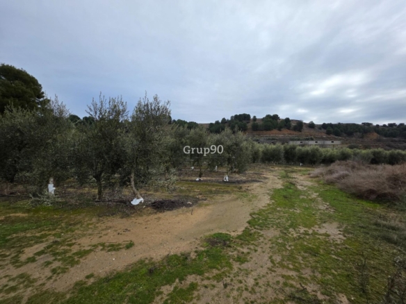 Imagen 4 de Finca rústica excepcional de 4 hectáreas con vivienda y almacén – Alpicat