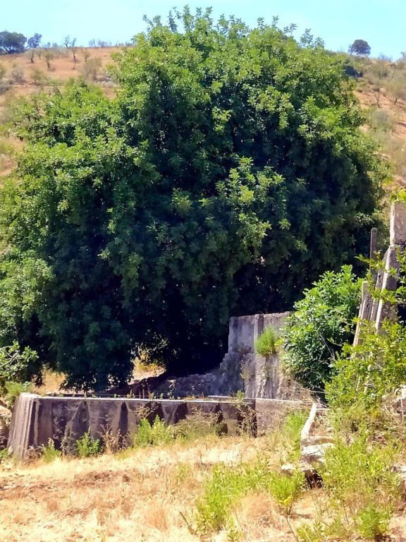 Imagen 4 de Finca (130hc) en Ardales junto al Caminito del Rey