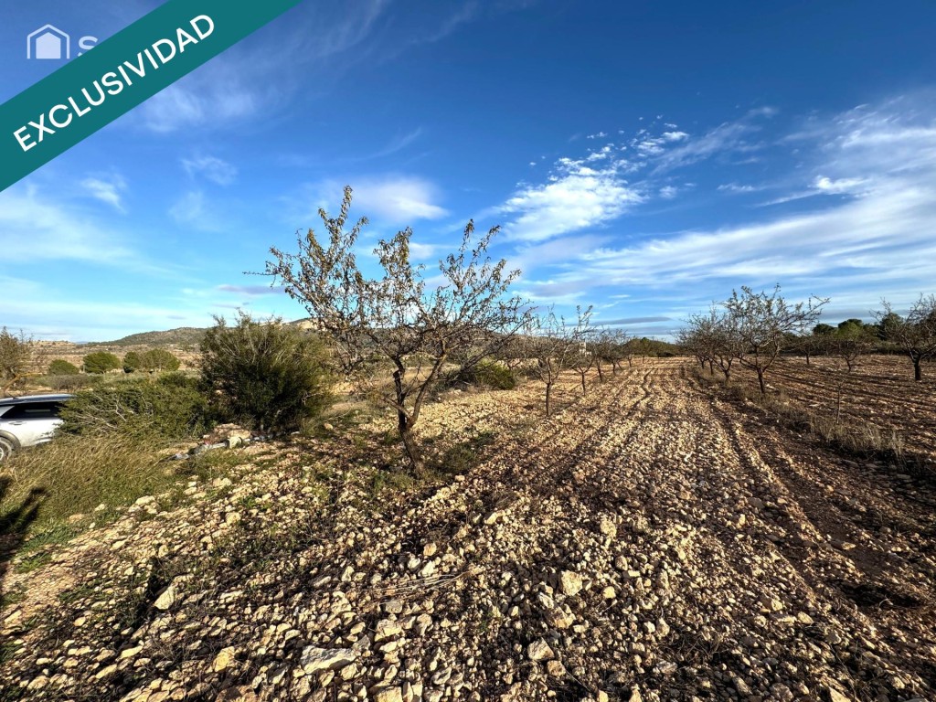 Imagen 4 de EXCLUSIVA OPORTUNIDAD – PARCELAS RÚSTICAS EN CASAS DE SANCHIS (MONOVAR)