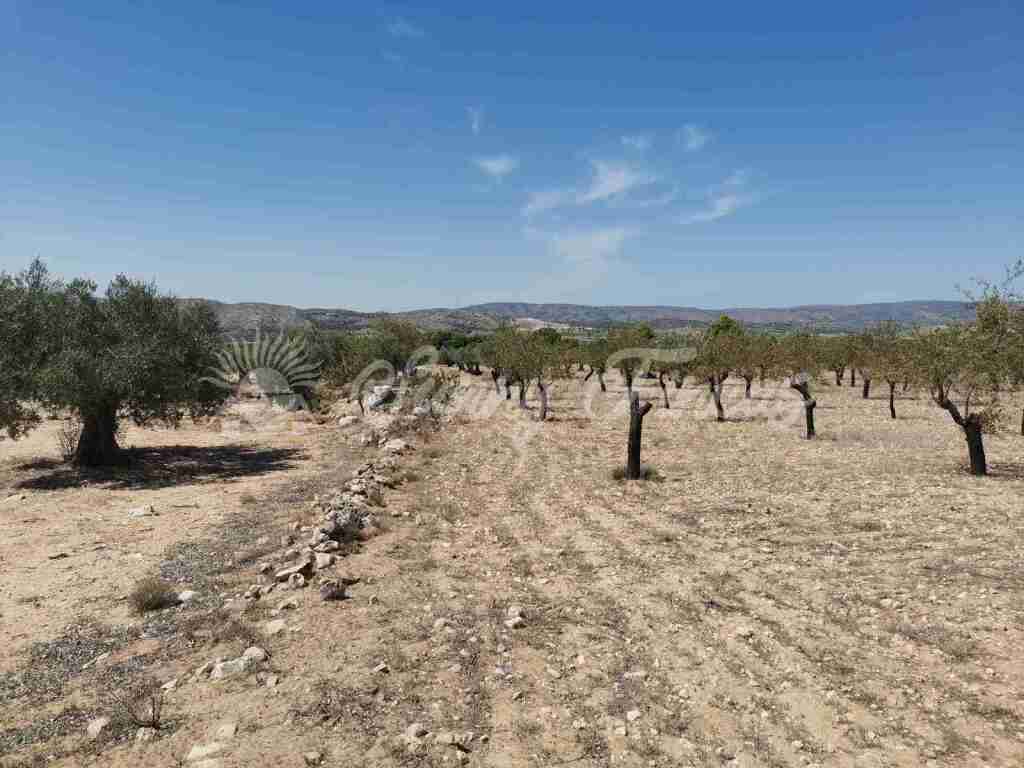 Imagen 3 de Parcela en Venta en Biar Alicante