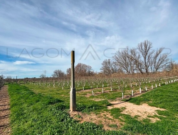 Imagen 2 de Venta de espectacular finca de regadío en Albatàrrec