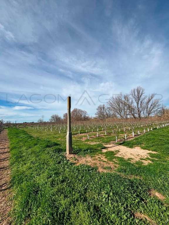 Imagen 2 de Venta de espectacular finca de regadío en Albatàrrec