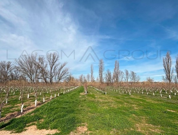 Imagen 3 de Venta de espectacular finca de regadío en Albatàrrec