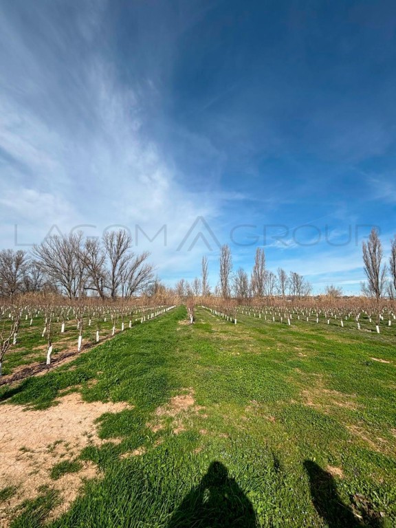 Imagen 3 de Venta de espectacular finca de regadío en Albatàrrec