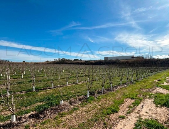 Imagen 4 de Venta de espectacular finca de regadío en Albatàrrec