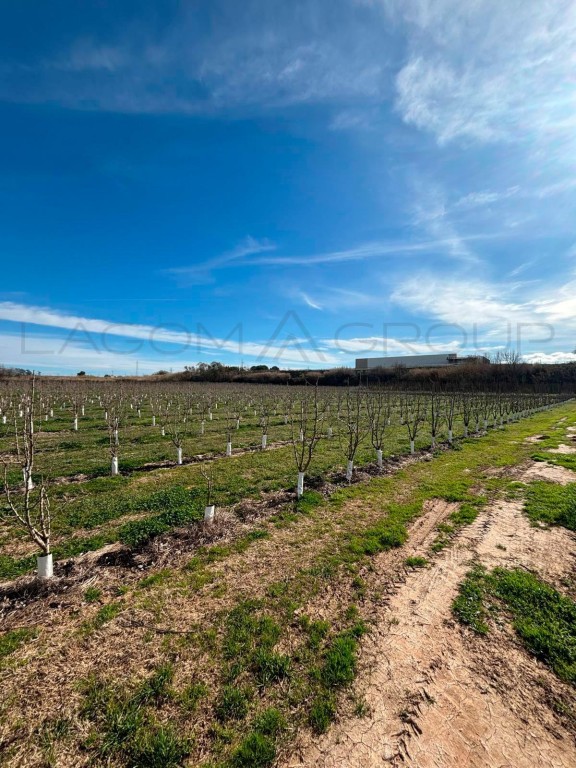 Imagen 4 de Venta de espectacular finca de regadío en Albatàrrec