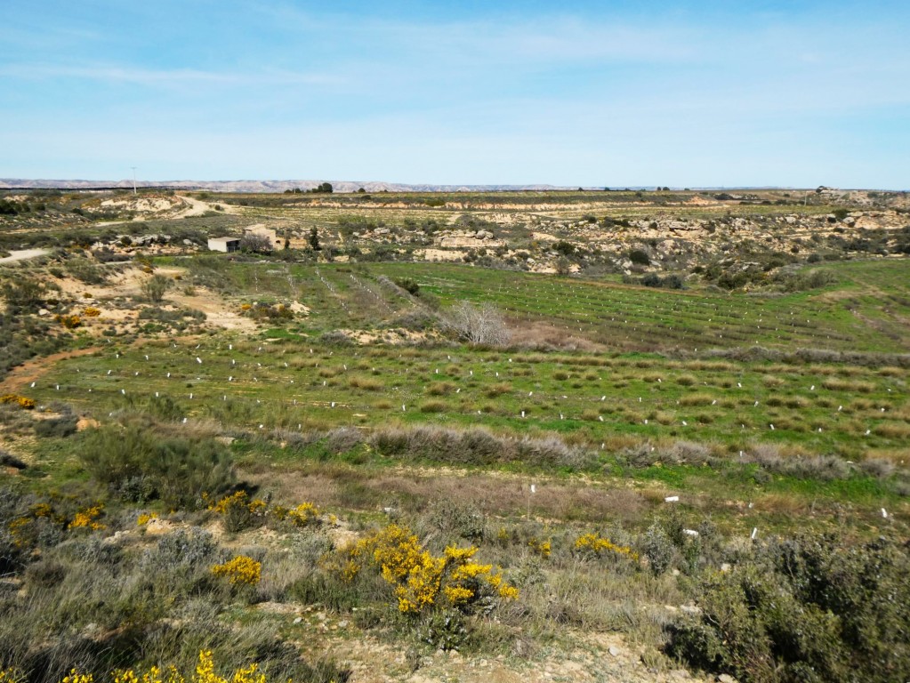 Imagen 4 de Suelo rústico en Venta en Caspe Zaragoza