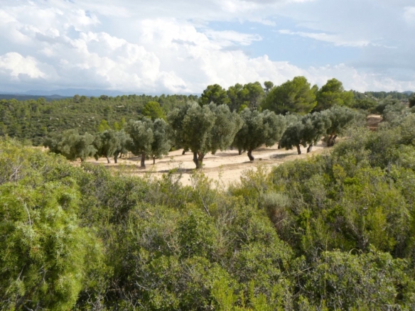 Imagen 2 de Suelo rústico en Venta en Calaceite Teruel