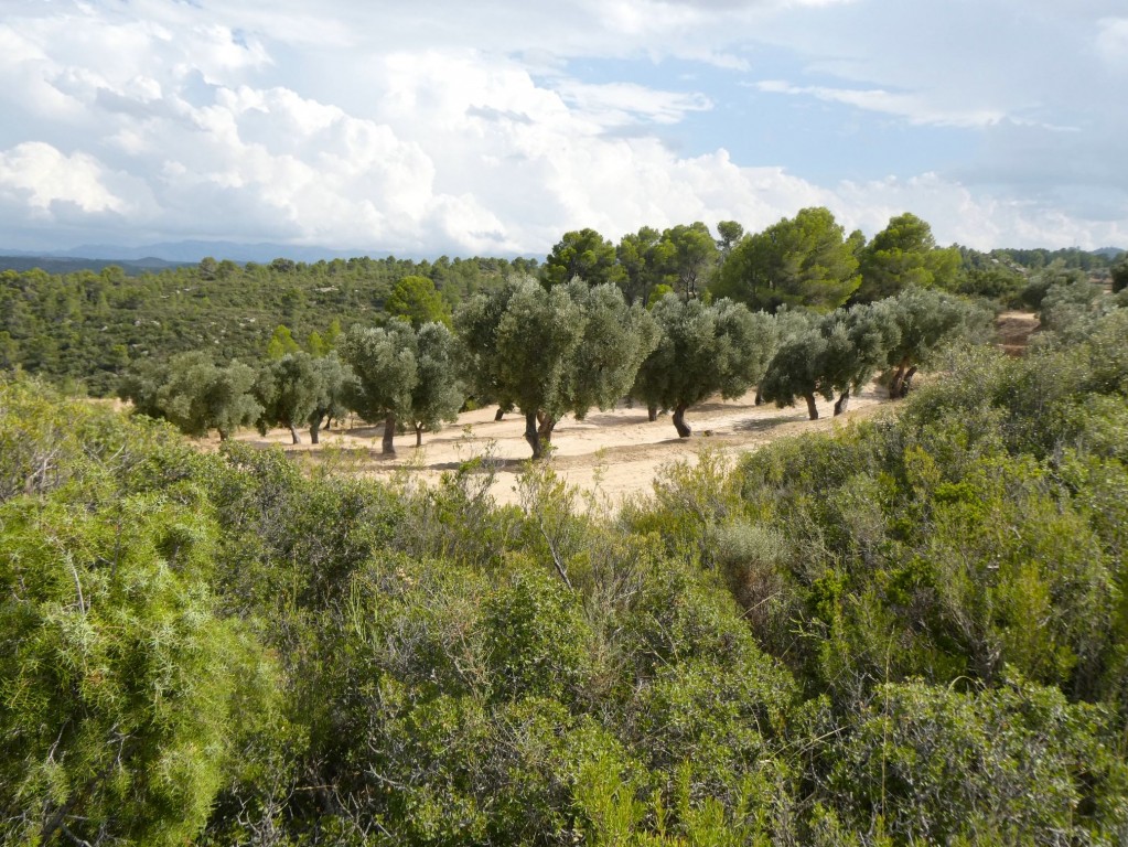 Imagen 2 de Suelo rústico en Venta en Calaceite Teruel