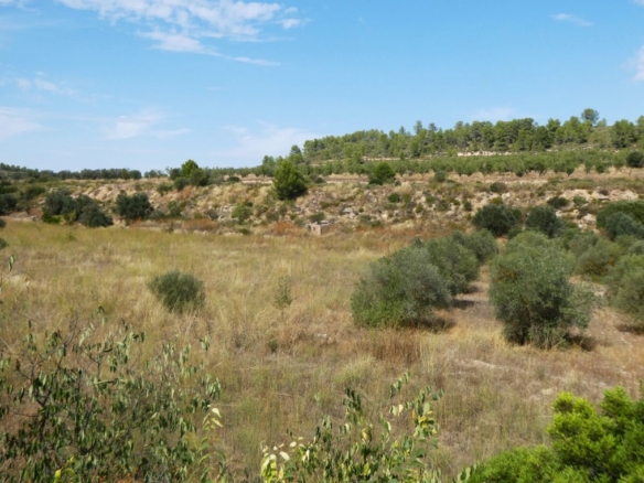 Imagen 2 de Suelo rústico en Venta en Caseres Tarragona