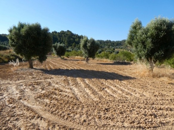 Imagen 2 de Suelo rústico en Venta en Mazaleon Teruel