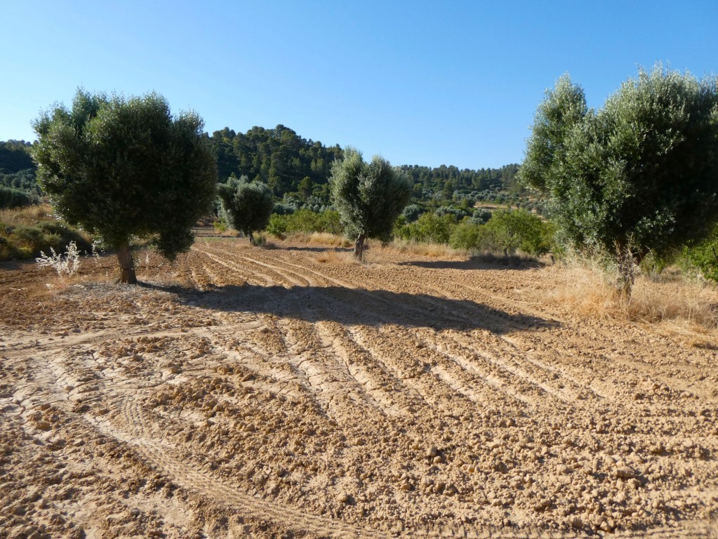 Imagen 2 de Suelo rústico en Venta en Mazaleon Teruel