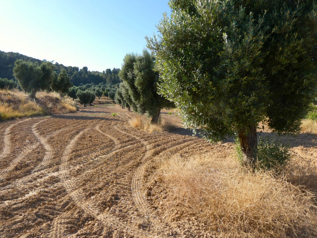 Imagen 3 de Suelo rústico en Venta en Mazaleon Teruel