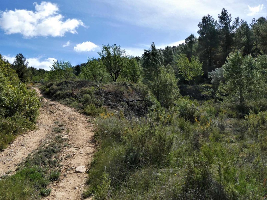 Imagen 4 de Suelo rústico en Venta en Lledo Teruel